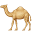 🐪