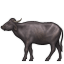 🐃